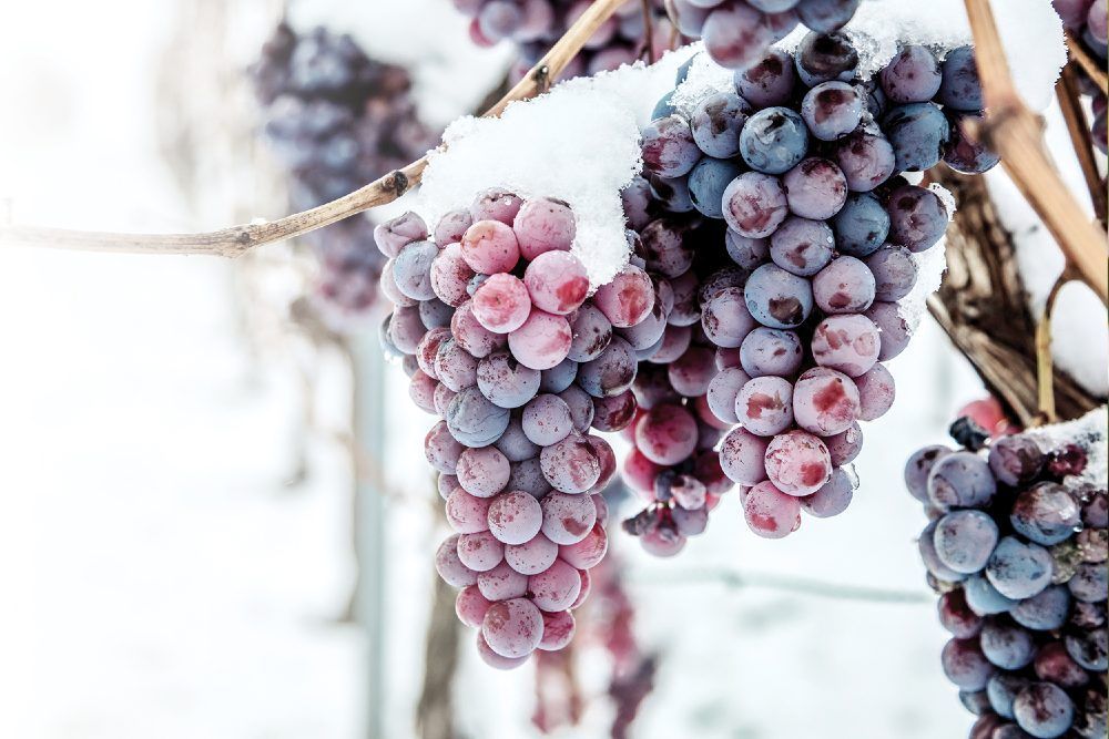Une spécialité de saison : Le vin de glace - Vin Franc